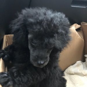 Meet your Posher, Janelle